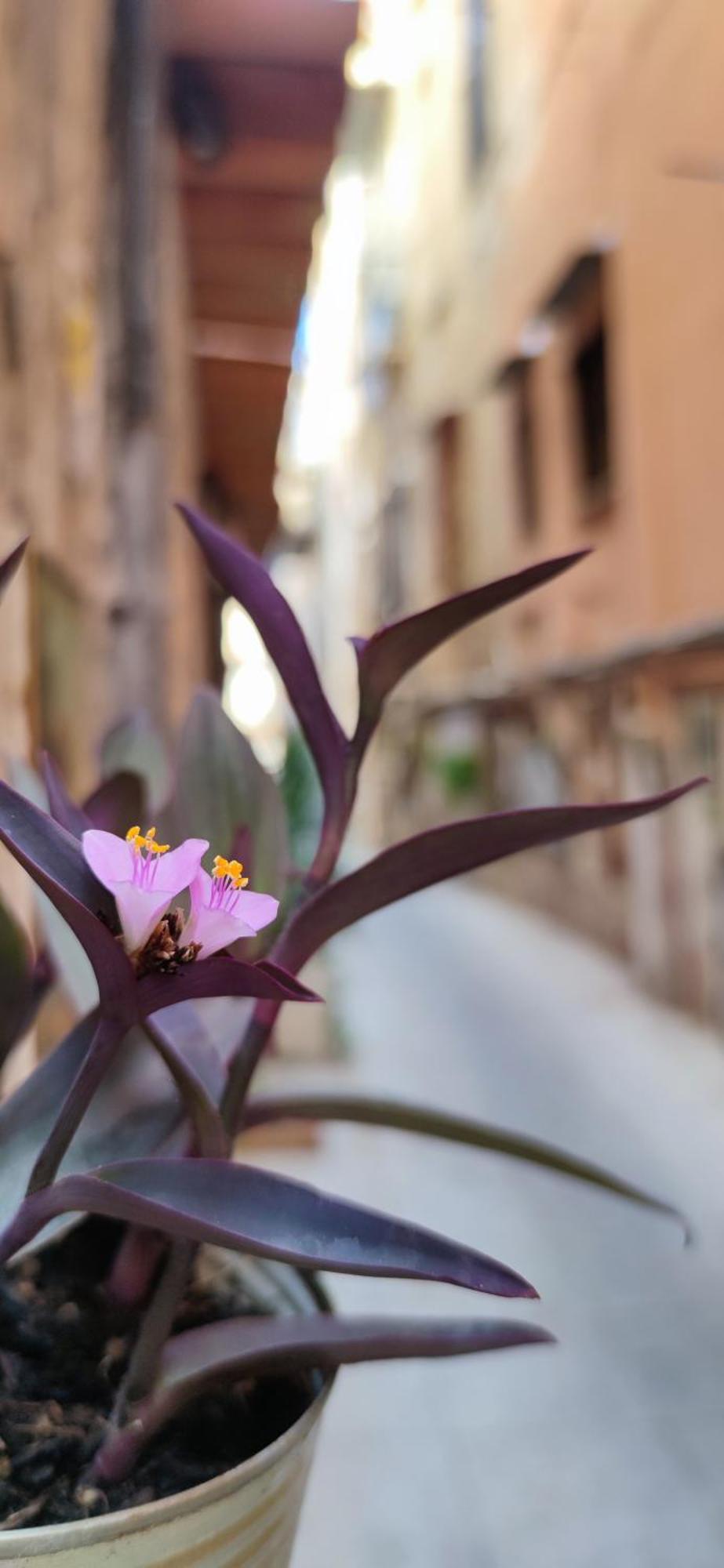 Mama5 Apartman Palermo Kültér fotó
